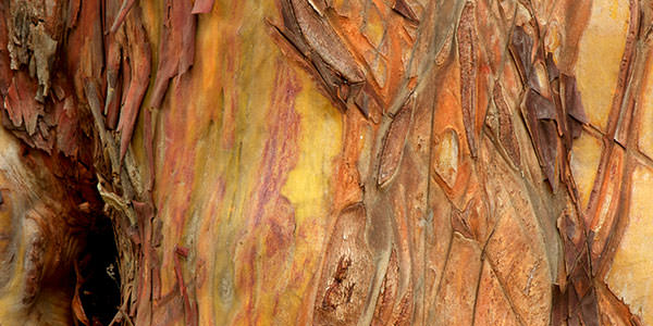 High-Quality Arbutus Bark Textures Vol1. Roughed-up arbutus bark