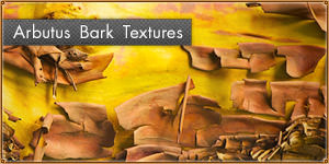 High-Quality Arbutus Bark Textures Vol1