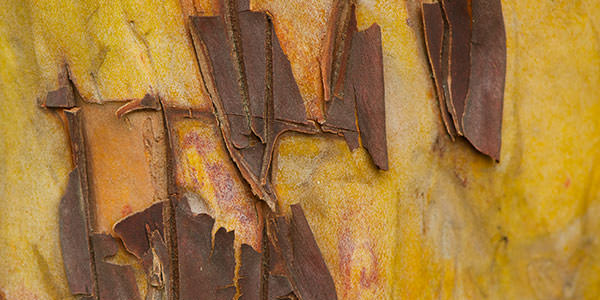 High-Quality Arbutus Bark Textures Vol2. Rough bark, hanging on to arbutus trunk