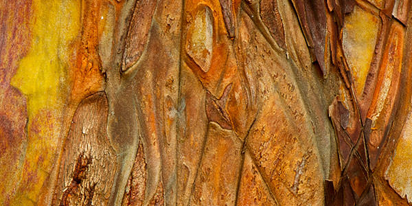 High-Quality Arbutus Bark Textures Vol2. Arbutus Textures
