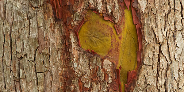 High-Quality Arbutus Bark Textures Vol2. Arbutus close-up, Gabriola Island