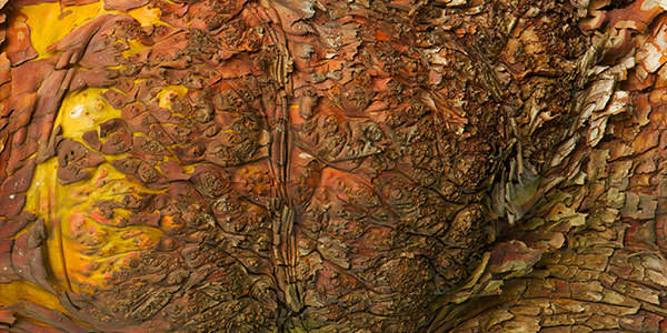 High-Quality Arbutus Bark Textures Vol1. Intricate flow and textures of arbutus bark