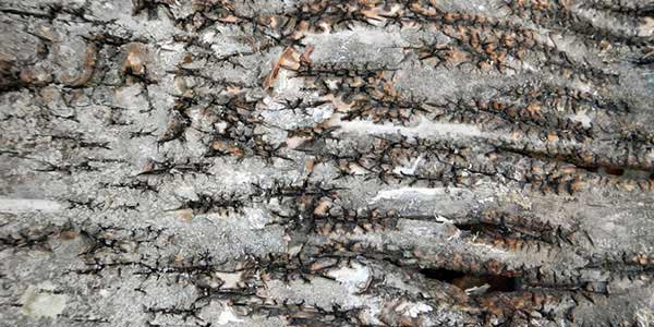 High-Quality Bark Textures #3. Birch bark at Granville Island
