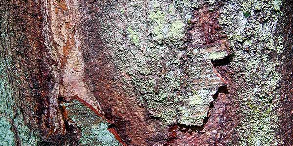 High-Quality Bark Textures #4. Tree bark 