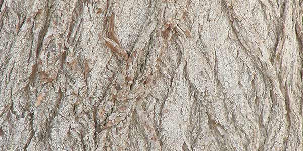 High-Quality Bark Textures #5. Tree bark texture