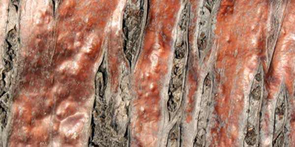 High-Quality Bark Textures #6. Bark Texture