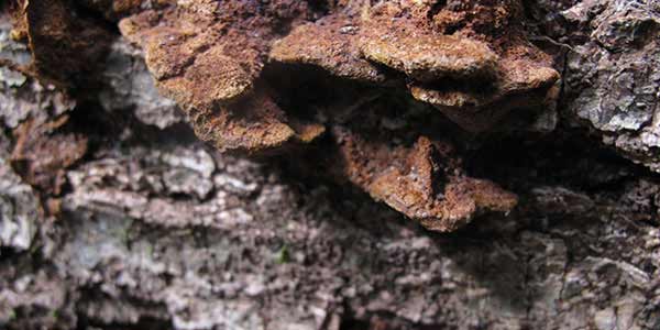 High-Quality Bark Textures #8. Bark with fungus macro