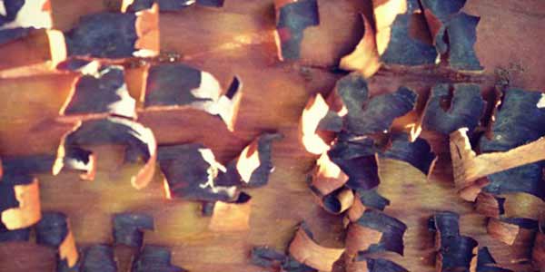 High-Quality Bark Textures #10. Bark of the madrone