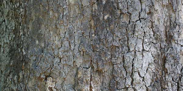 High-Quality Bark Textures #11. Very Old Tree bark