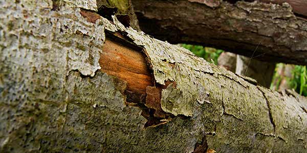 High-Quality Bark Textures #13. Curled Bark