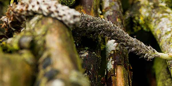 High-Quality Bark Textures #14. Pile o' Twigs