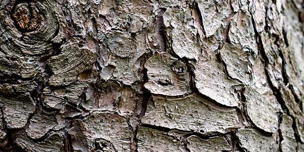 High-Quality Bark Textures #16. Bark Texture