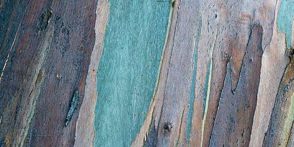 High-Quality Bark Textures #17. Bark Texture