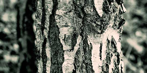 High-Quality Bark Textures #18. Bark Texture