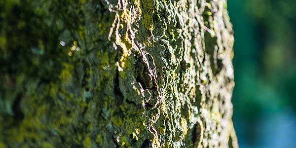 High-Quality Bark Textures #19. Mossy Bark