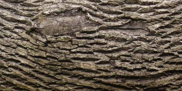 High-Quality Bark Textures #2. Bark Texture
