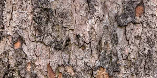 High-Quality Bark Textures #2. Sycamore Maple (Acer pseudoplatanus)