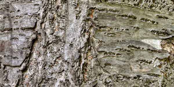 High-Quality Bark Textures #2. Sweet Cherry (Prunus avium)