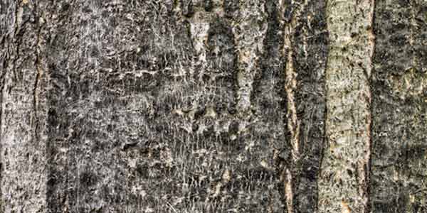 High-Quality Bark Textures #2. Freeman's Maple (Acer x freemanii)