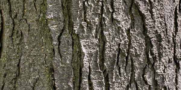 High-Quality Bark Textures #2. Honey Locust (Gleditsia triacanthos)