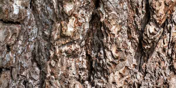 High-Quality Bark Textures #2. Austrian Pine (Pinus nigra)