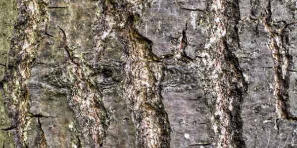 High-Quality Bark Textures #2. English Oak (Quercus robur)