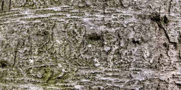 High-Quality Bark Textures #2. Blue Birch (Betula caerulea)