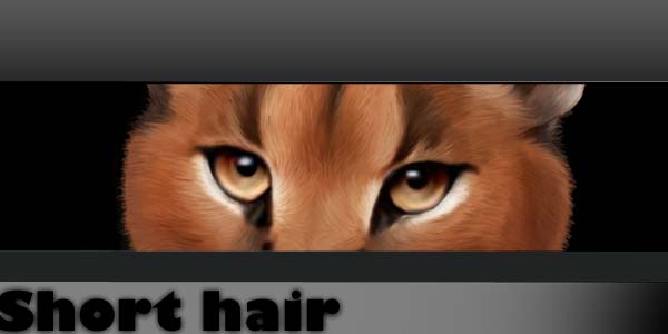 Fur and Hair Photoshop Brushes. http://carla-loves.deviantart.com/art/Brush-Fur-Short-298539623
